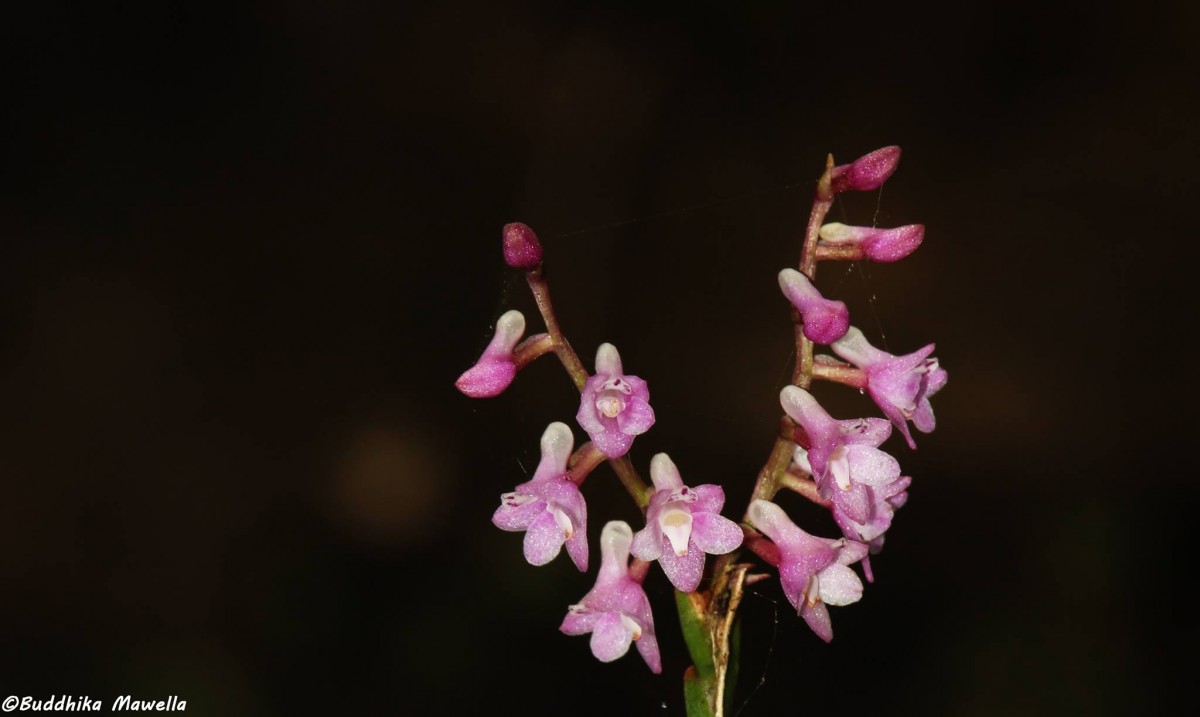 Podochilus falcatus Lindl.